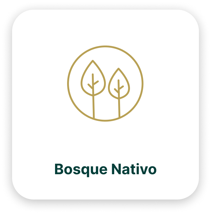 home-bosque-nativo